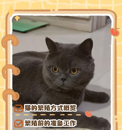 猫咪近亲繁殖的原因（猫咪为何不认出自己的母亲？）