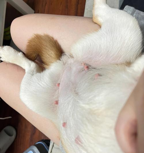 柴犬45天排便周期详解（了解柴犬在45天内的排便习惯和周期）