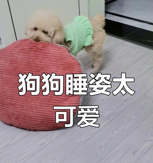 狗狗睡眠的奥秘（揭秘狗狗熟睡时间，你知道吗？）