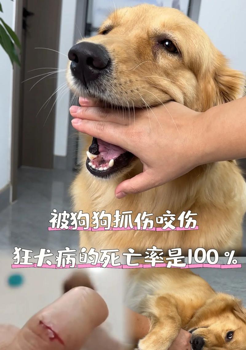 小狗狂犬病早期症状及防治措施（了解小狗狂犬病，保护你的宠物和家人）