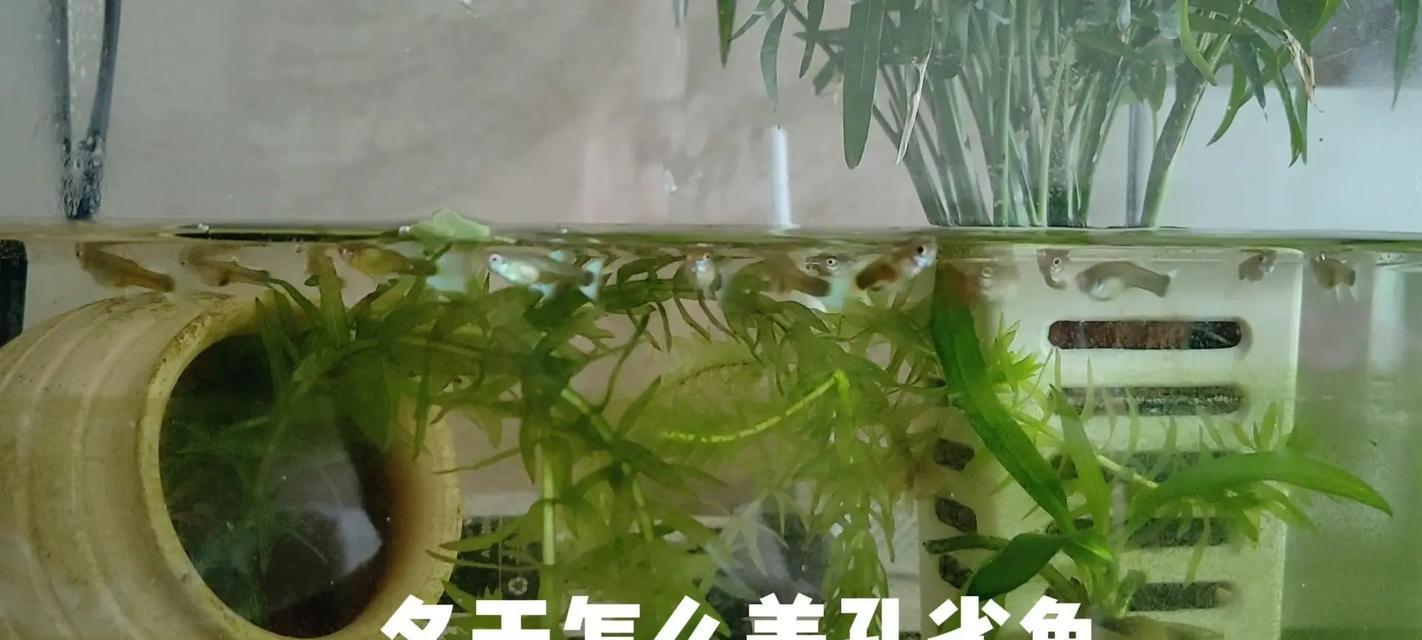 以直饮机的水养殖热带鱼的优缺点（直饮机水养殖热带鱼的可行性与注意事项）