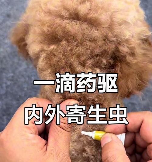 狗狗驱虫需注意的重要事项（保护宠物犬健康的有效方法和时间安排）