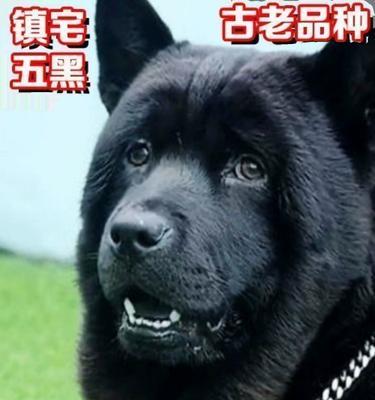 小型短毛狗狗的品种及特点（探索小型短毛狗狗的多样性和魅力）