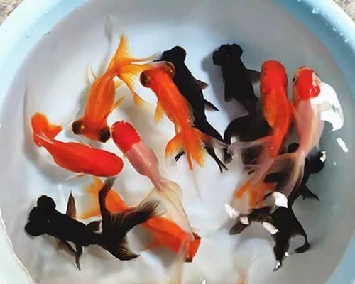 淡水食肉宠物鱼（探索淡水食肉宠物鱼的世界，培养专业养殖技巧）