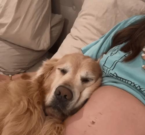 如何准确判断金毛犬生产前的征兆（掌握这些关键信息，助你顺利迎接金毛宝宝的降生）
