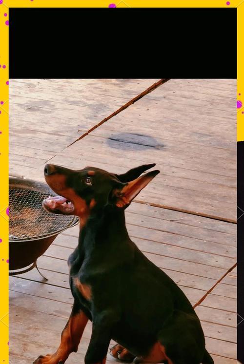 杜宾犬的喂养指南（从小开始的养育方法，了解关键的饲养要点）