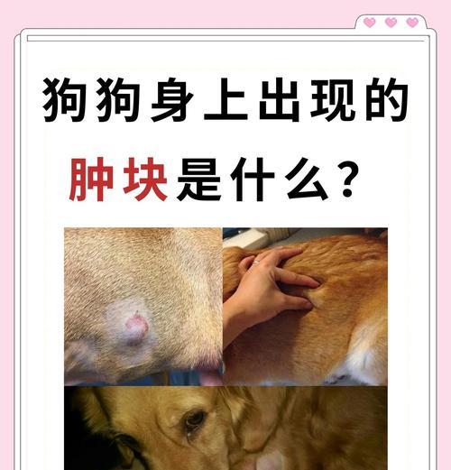 狗狗外伤肿块康复时长与关键因素（探究狗狗外伤肿块的康复时间及其影响因素）