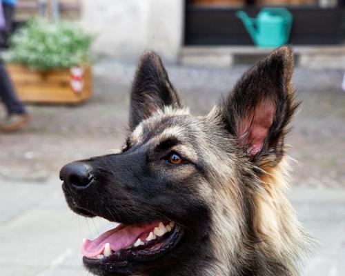 狼青犬（探寻狼青犬没有人养的原因及解决办法）