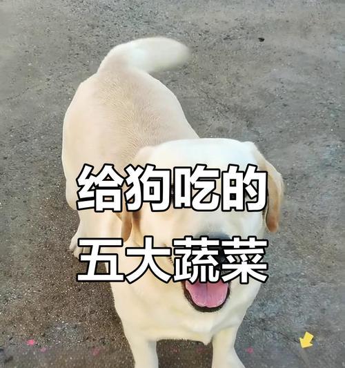 狗狗不能吃的蔬菜有哪些？（了解宠物狗狗的饮食禁忌，关爱它们的健康。）