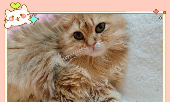小猫长齐毛的时间及相关注意事项（探索小猫生长过程中的毛发成长周期及护理要点）