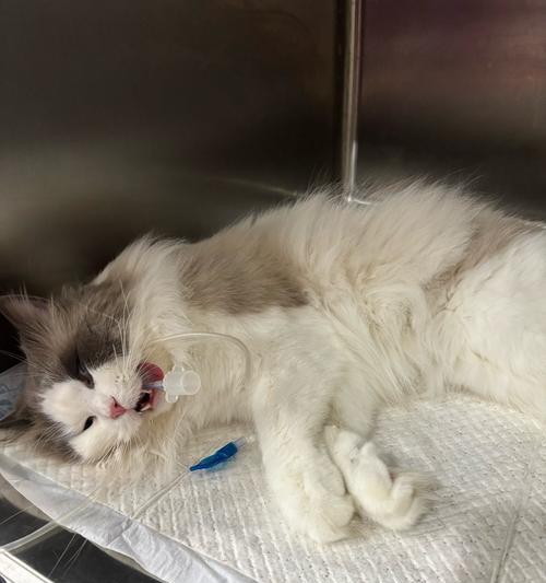 猫咪绝育（猫咪绝育的时间、好处以及注意事项）