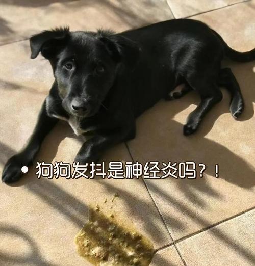 狗狗为什么经常弓腰伸腿？（探究狗狗弓腰伸腿的原因及其意义）