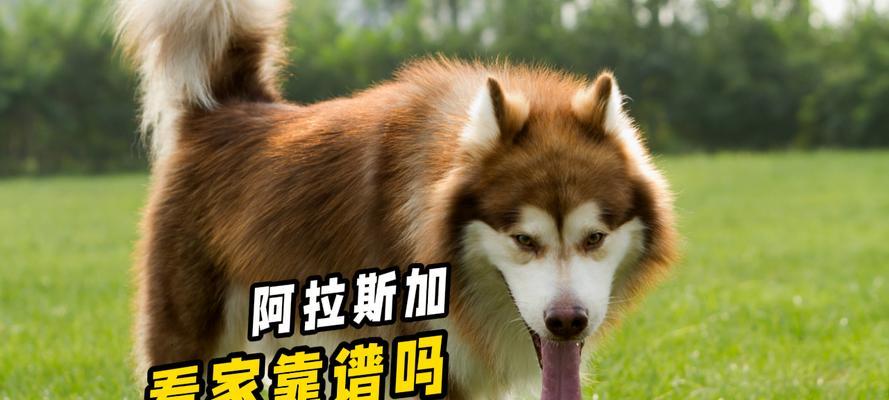 如何准确判断阿拉斯加的纯度？（通过以下几点来识别阿拉斯加的纯度，一眼即可辨别）
