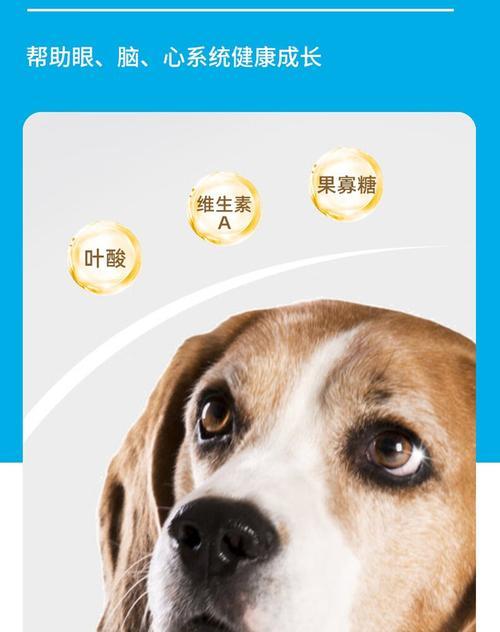 金毛幼犬喝羊奶粉的时间及注意事项（金毛幼犬喝羊奶粉的时间及喂养要点）
