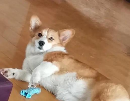 柯基犬的优缺点解析（探究柯基犬的特点和限制，让你全面了解这个可爱的品种）