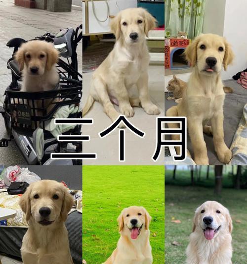 小金毛犬的成长周期（探索小金毛成长的奥秘，从娃娃到巨型犬）