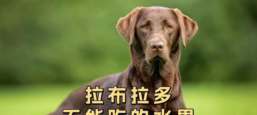 狗狗可以吃哪些水果？如何控制糖份摄入？（了解狗狗可食用水果，关注糖分摄入健康）