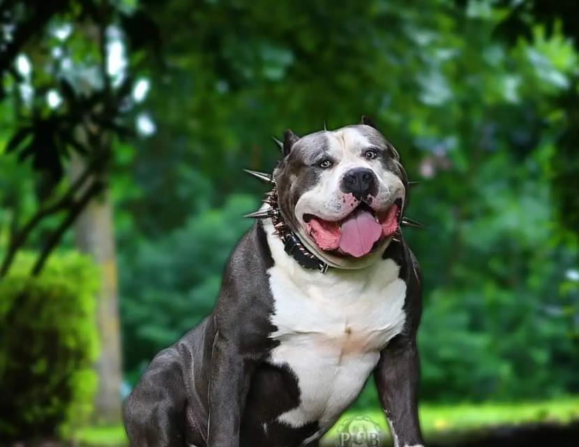 以恶霸犬多久长的最快速度？（揭秘恶霸犬成长的神奇速度）