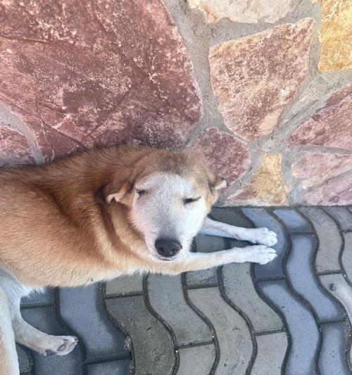 狗狗与蜜蜂的危险相遇（当宠物变成面包）