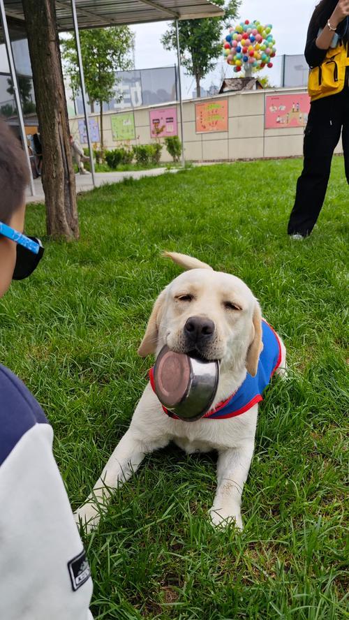 导盲犬的训练与培养（从出生到成为导盲犬，一步步培养无私伙伴）