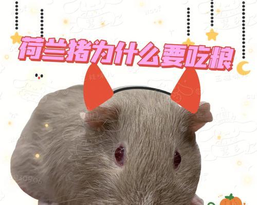 小心！荷兰猪不能吃的食物大揭秘（了解荷兰猪的饮食禁忌，守护宠物健康）