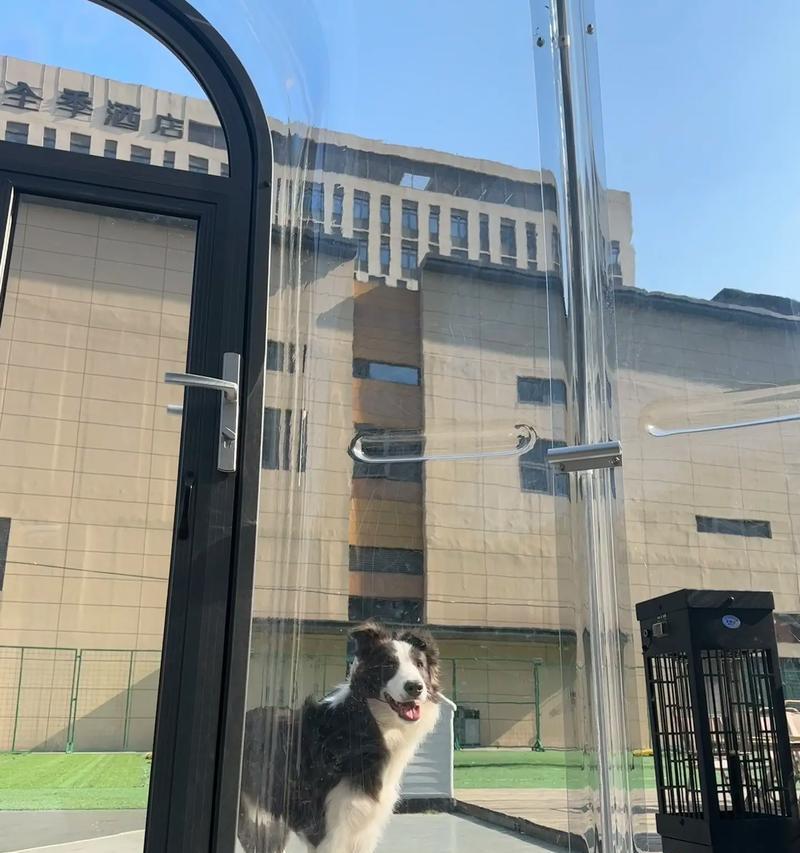 边牧成长过程中的出门时间安排（边牧犬需逐渐适应户外环境，合理规划出门时间）