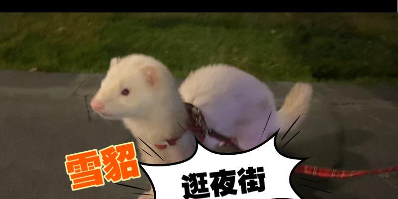 雪貂的勇气（探究雪貂没有学过游泳的原因和背后的勇气）