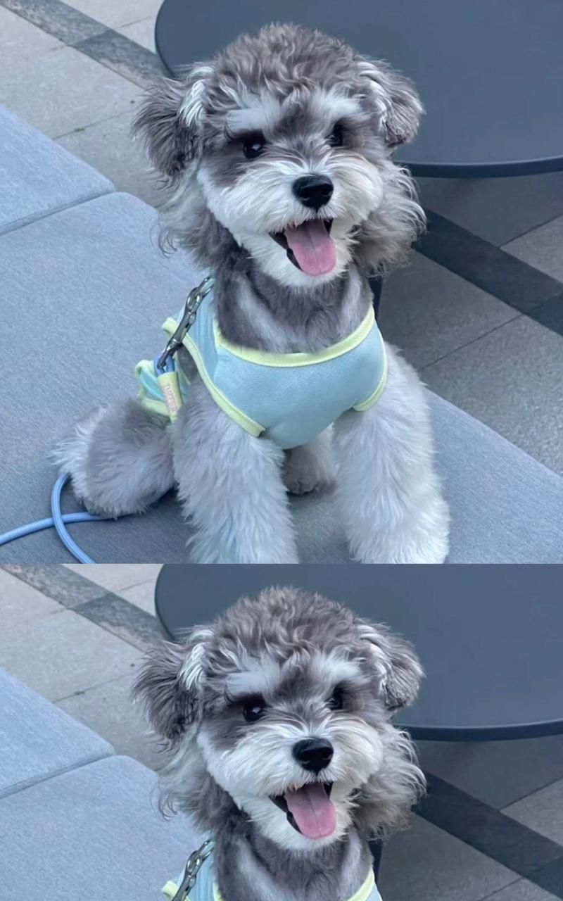 揭秘雪纳瑞幼犬毛色变化的奥秘（雪纳瑞幼犬的毛色变化周期及相关因素解析）