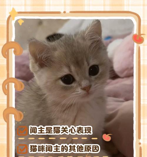 以猫换主人的时间问题（猫咪交换主人需要多久才能适应新环境？）