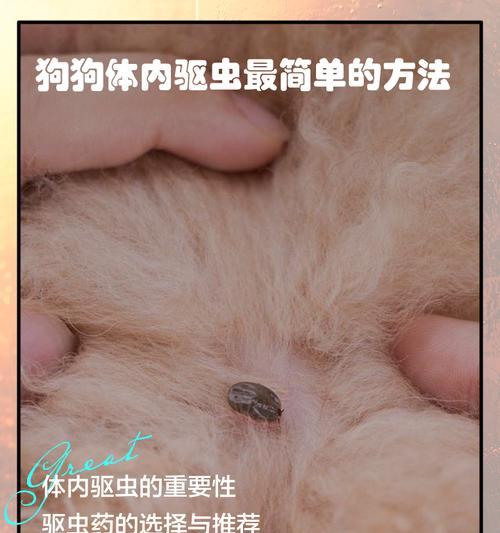 70天德牧幼犬驱虫时间表及注意事项（养犬初学者必读，为你的德牧宝宝提供安全健康的成长环境）