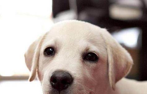 小型犬听话的时间与方法（了解小型犬的特性，有效训练指南）