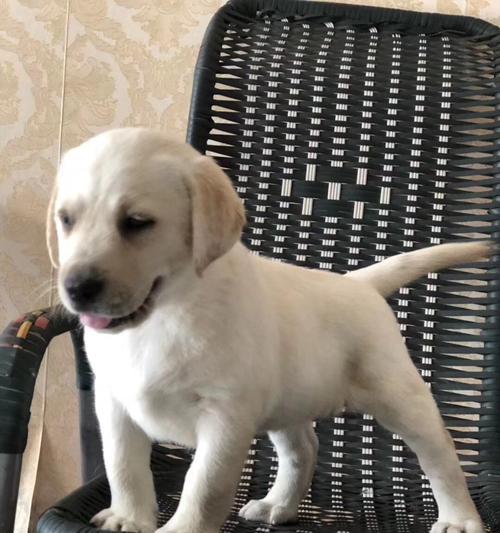 三个月的拉布拉多幼犬饲养指南（新手必看的养犬秘籍，让你的宠物健康快乐成长）