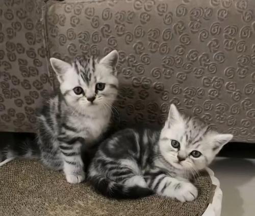 猫咪生小猫的间隔时间有多久？（探究猫咪连续产仔的规律及其关键因素）