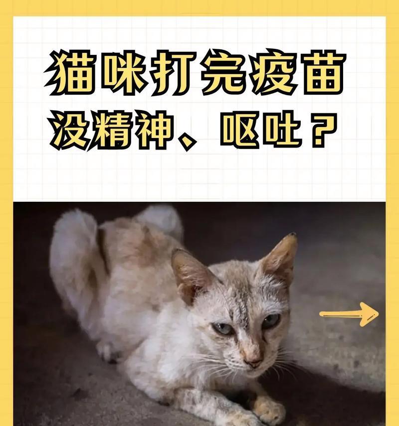 猫打完针后多久可以洗澡？（探究猫咪接种疫苗后洗澡的最佳时间）