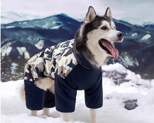 狗狗天冷了，要穿衣服吗？（狗狗穿衣服真的能保暖吗？）