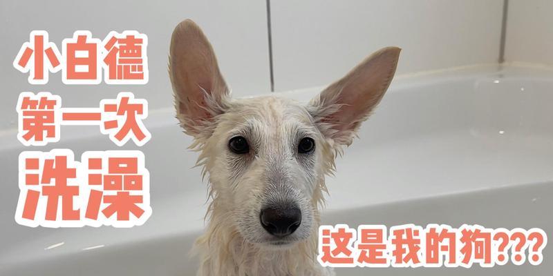 以德牧犬的洗澡频率与方法（如何科学地给以德牧洗澡，避免肌肤问题）