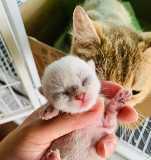 母猫产下小猫后多久才能看？（了解小猫的成长周期及照顾要点）