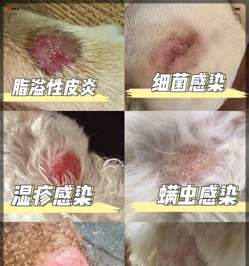 狗狗美容的见效时间及关键因素（解析狗狗美容的耐心和成效，重要）