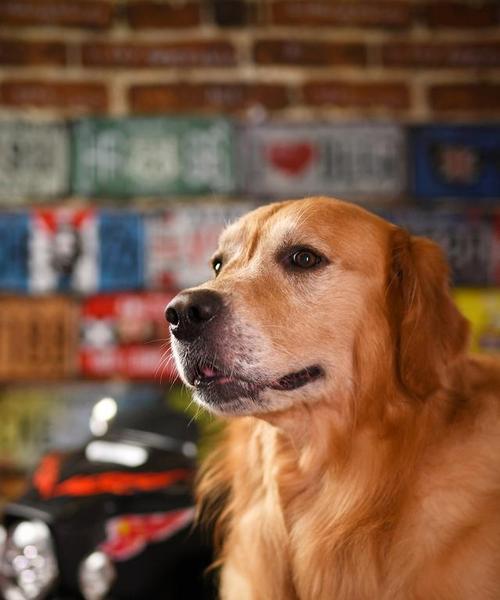 狗狗的服务之道（揭秘服务犬的多重任务和它们的无私奉献）