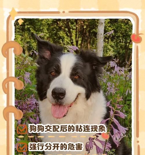 公狗配种频率的最佳选择（探讨公狗配种的时间间隔以及关键因素）