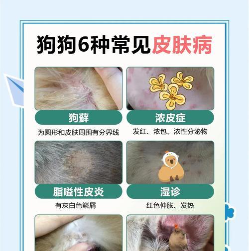 狗皮肤病（了解狗皮肤病的发展过程及早预防治疗）