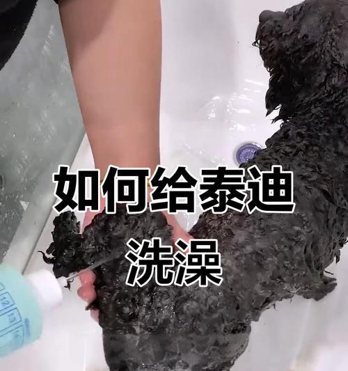 泰迪宝宝洗澡的最佳时间及注意事项（为泰迪宝宝选择适当的洗澡时间和正确的洗澡方式）