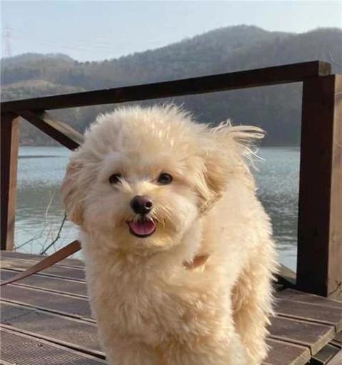 狗狗鼻子掉毛的处理方法（解决狗狗鼻子周围毛发脱落问题的实用技巧）