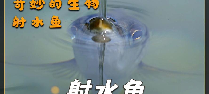 射水鱼（揭秘射水鱼的特殊捕猎技巧，只需一瞬间即可击中目标）