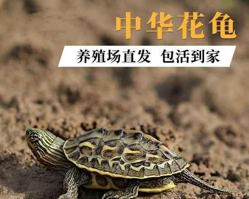 中华花龙的寿命及成年年龄（揭秘中华花龙的生命周期及生长规律）