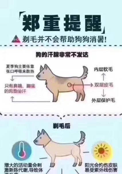 以萨摩耶换胎毛需要多久？（萨摩耶换胎毛的周期和关键因素解析）
