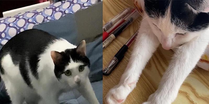 揭秘猫咪指甲套（为什么给猫咪带上指甲套并不是个好主意？）