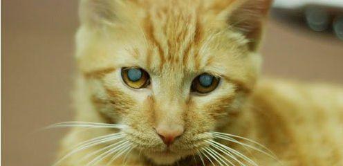 猫眼色变奇观（了解猫眼色变的机制及常见猫种）