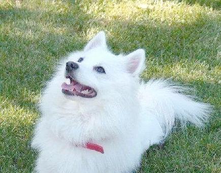 银狐犬的喂养指南（了解银狐犬的饮食需求，给它提供健康营养的食物）