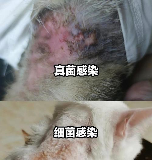 宠物猫传染人的疾病揭秘（了解猫与人类之间的传染病风险及防范措施）